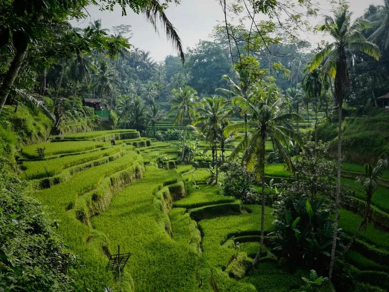 Bali: Cultural Ritual, Local Cuisine & Firefly Adventure