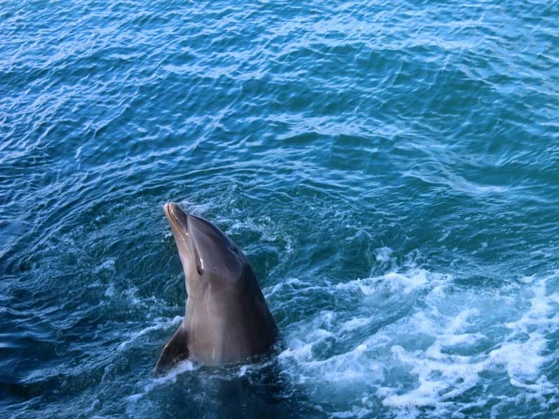 Bali/Lovina: Dolphin Snorkeling, Swimming & Waterfall Tour