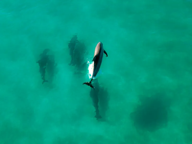 Bali: Lovina Sunrise Dolphin Watching And Snorkeling Tour