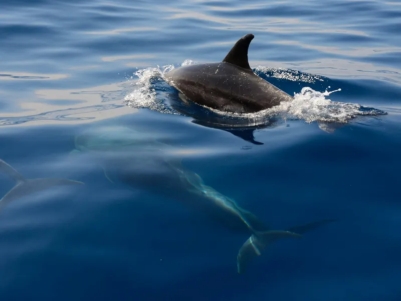 Bali: Lovina Swimming With Dolphins & Snorkeling Tour