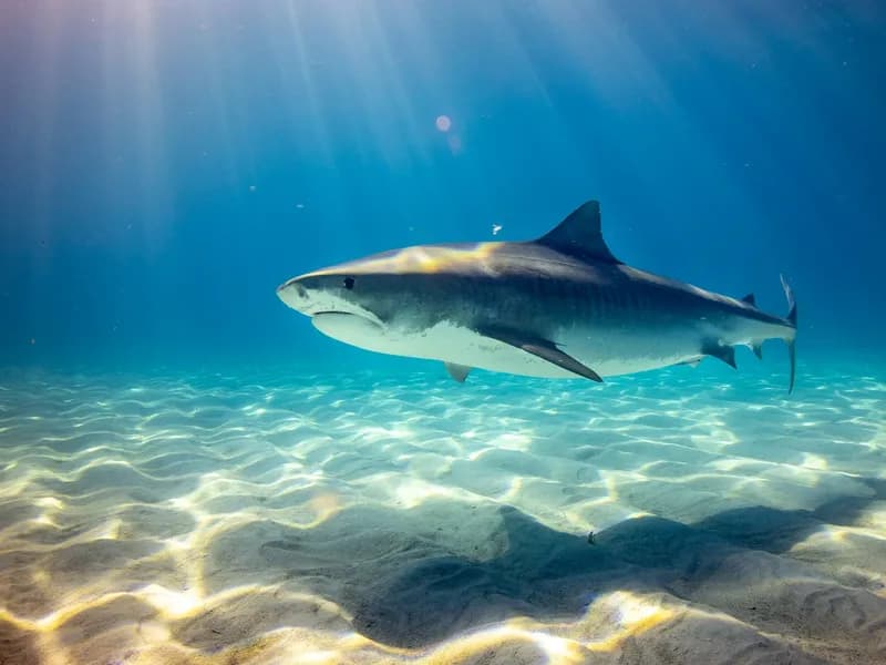 Bali: Snorkeling Blue Lagoon 2 Spot & Lunch optional Village