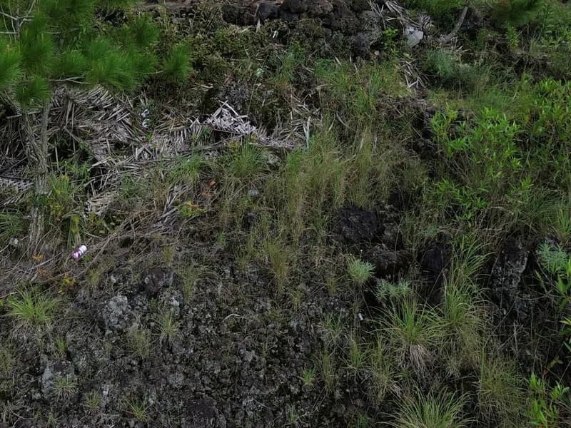 Banyuwangi/Bali: Ijen Volcano Trip with Professional Guide