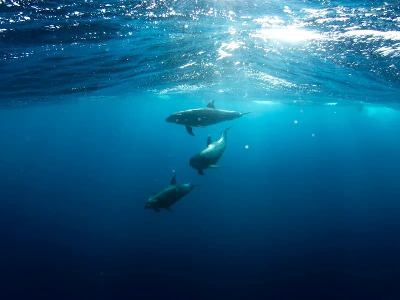 Lovina Bali: Dolphin Watching, Waterfall and Local Lunch