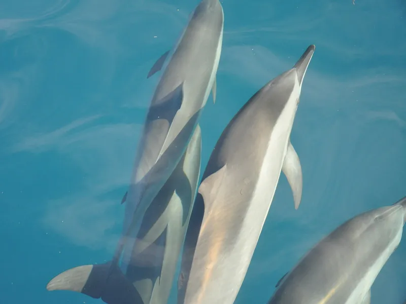 North Bali: Dolphin, Ulun Danu Temple, & Banyumala Waterfall