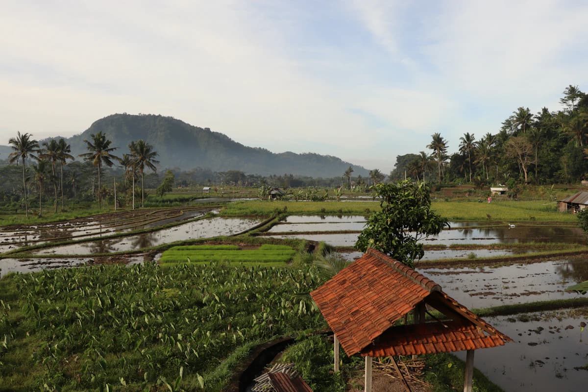 Green rice fields and countryside in Bali